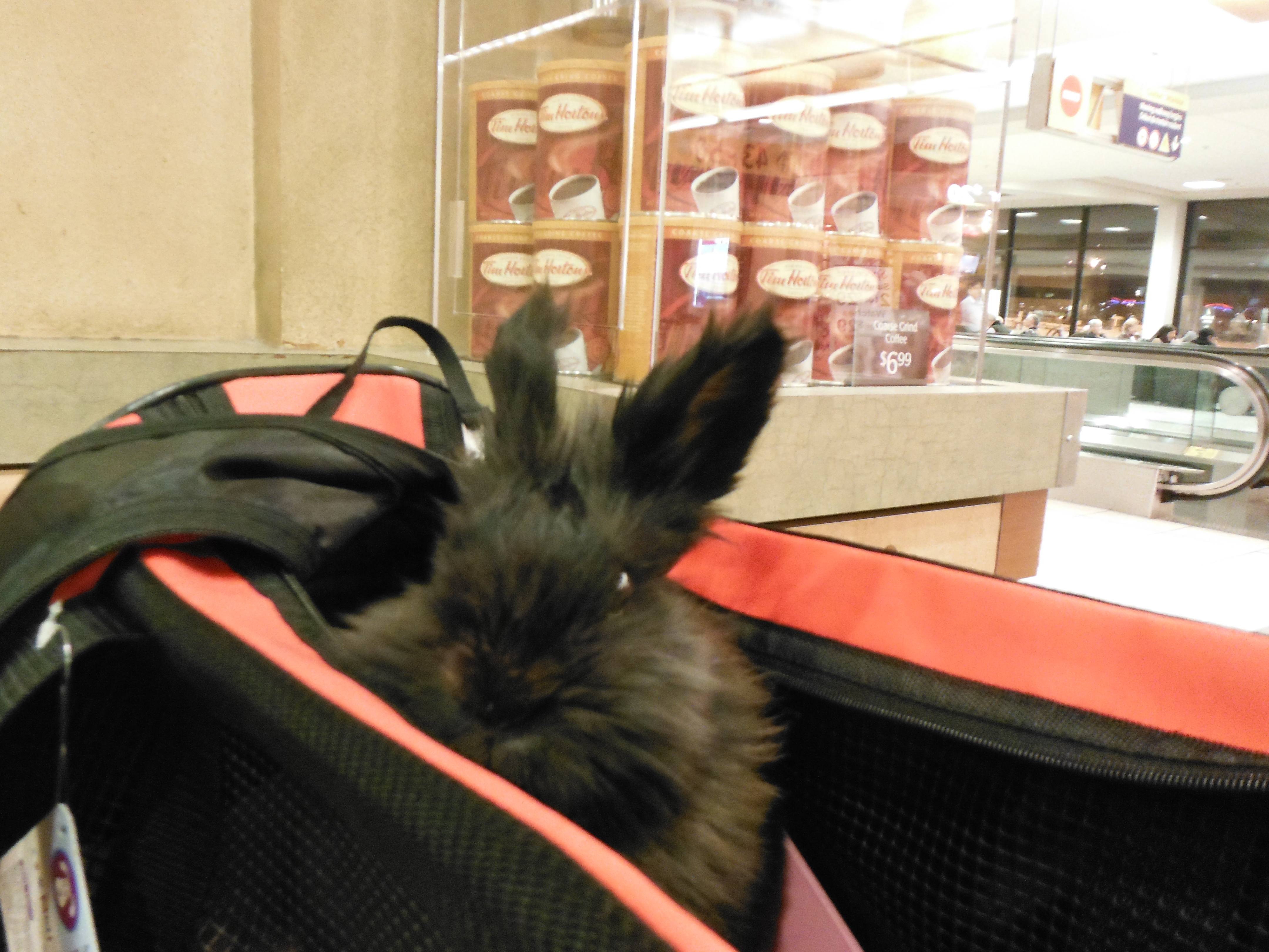 Pepper the traveling bunny
