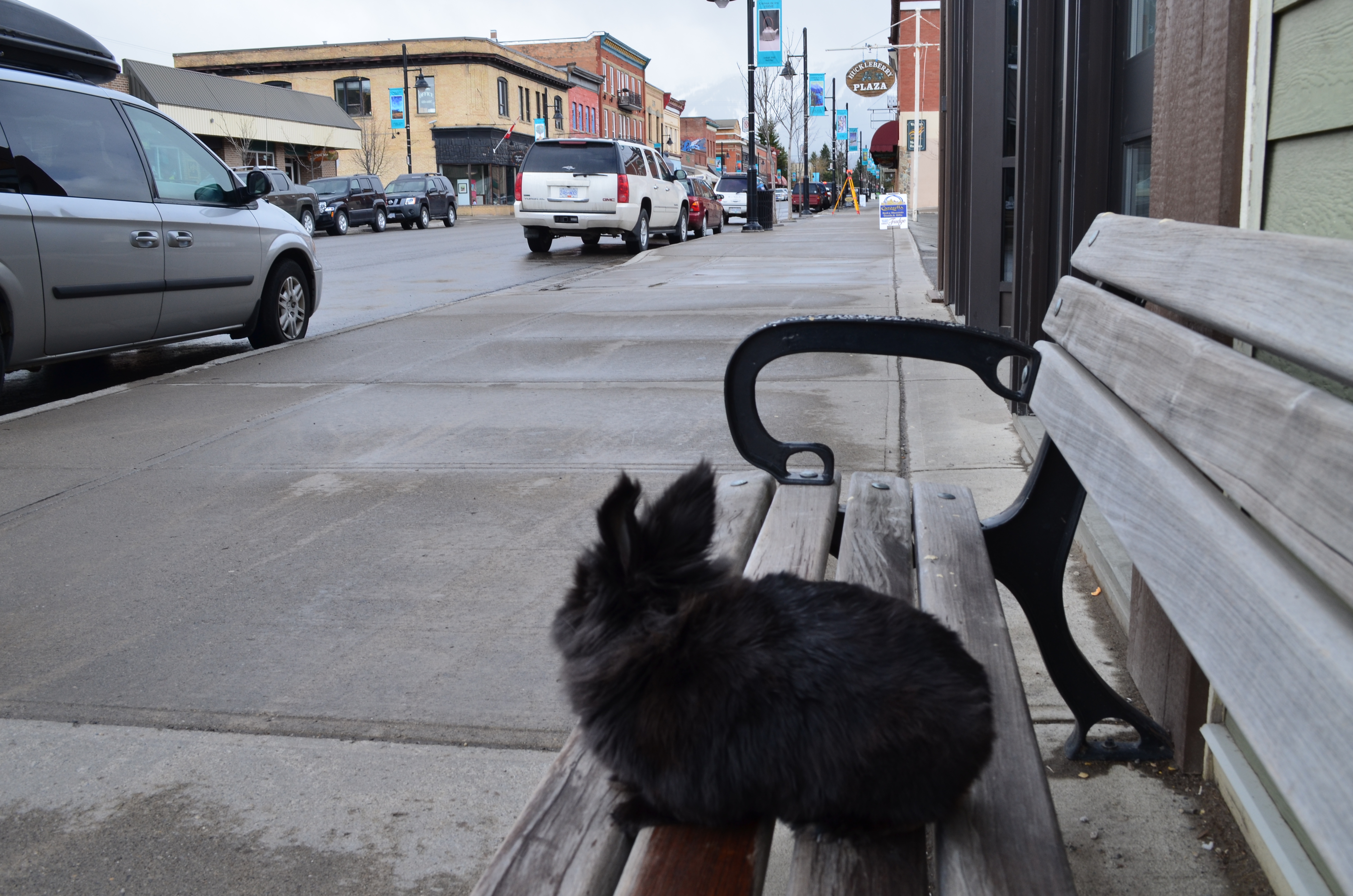 Pepper the traveling bunny